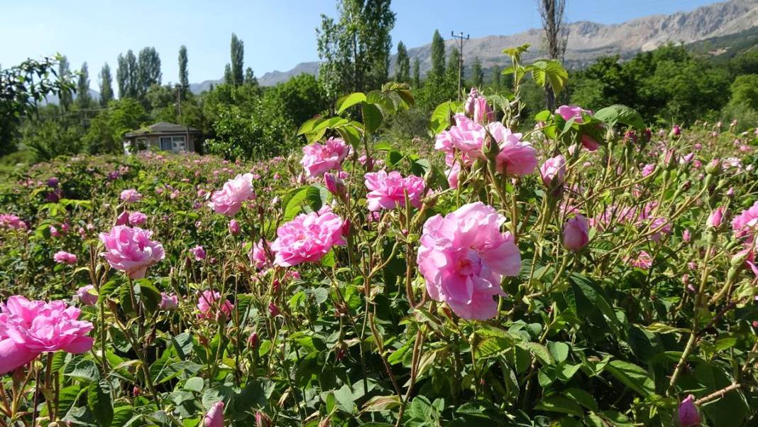 Aile mesleğini sürdürüyorlar: Litresi 10 bin euro! 15 milyon gül yaprağından 1 litre gül yağı çıkarıyorlar 29